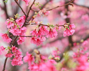 pink cherry blossom
