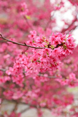 pink cherry blossom