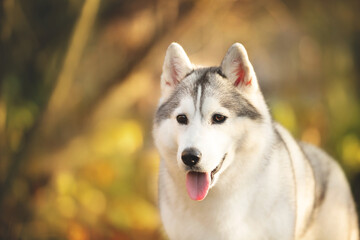 Portrait of gray and white siberian husky dog in the forest in autumn at sunset