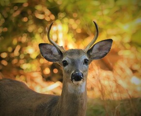 Young buck male deer antlers cool eye