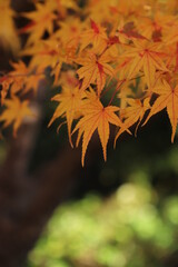 :紅葉・秋イメージ