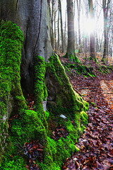 Fototapeta premium Moos an einem Baumstamm / Buchenstamm (Fagus)