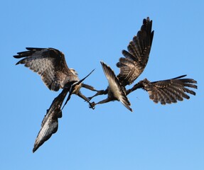 Endangered Snail Kite Mating Talon Lock Ritual Same Sex Couple