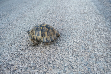 Turtle walking slowly on stony road