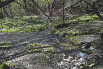 stream in the woods