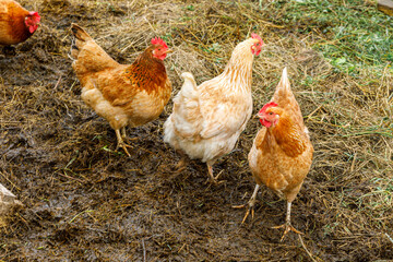 Free range chicken on organic animal farm freely grazing in yard on ranch background. Hen chickens graze on natural eco farm. Modern animal livestock and ecological farming. Animal rights concept