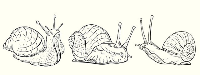 Snail, vector drawing. Cartoon, emblem. Black and white image, coloring for children.