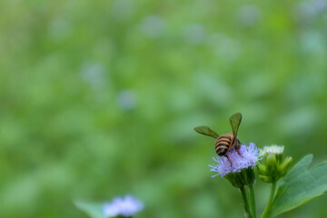 macro photo bee and purple flower