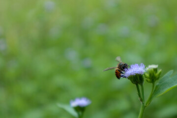 macro photo bee and purple flower