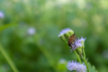 macro photo bee and purple flower