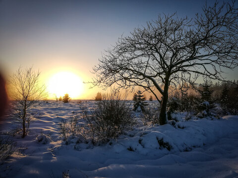 Landscape under the snow.
 "Les hautes fagnes" covered with snow on a beautiful sunny whiter day.
