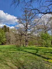 Landscape with different trees in the Moscow Botanical Garden of Academy of Sciences