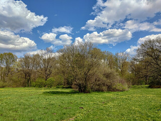 Obraz premium Landscape with different trees in the Moscow Botanical Garden of Academy of Sciences
