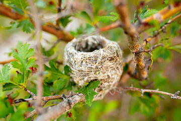 Quail nits on a tree in the wild outdoors. Breeding and nesting season. Spring, Easter.