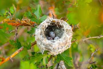 Quail nits on a tree in the wild outdoors. Breeding and nesting season. Spring, Easter.