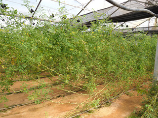 Cherry tomato greenhouse