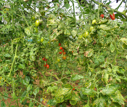 Cherry tomato greenhouse