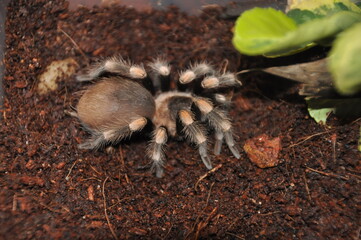 Close-up of a tarantula showcasing its unique features: hairy legs, sharp eyes, and predatory stance. This exotic, venomous arachnid embodies the fascinating yet eerie beauty of wildlife and tropical 