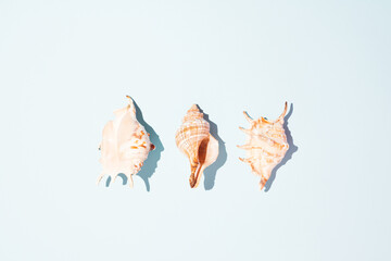 Seashells on pastel blue background. Minimal summer, sea, vacation and travel concept with copy space. Flat lay.