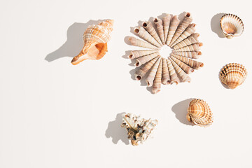 Seashells on white background. Minimal Summer composition. Flat lay.