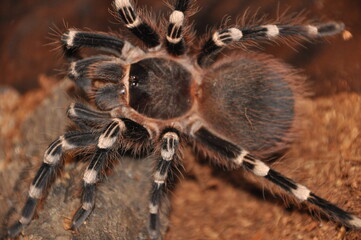 Close-up of a tarantula showcasing its unique features: hairy legs, sharp eyes, and predatory stance. This exotic, venomous arachnid embodies the fascinating yet eerie beauty of wildlife and tropical 