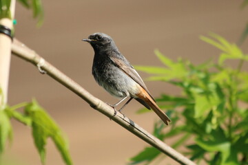 Black Redstart