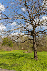 Obraz premium Landscape with different trees in the Moscow Botanical Garden of Academy of Sciences