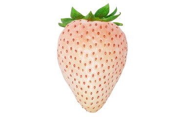 白いちご 白い苺 イチゴ イラスト リアル 淡雪 単体