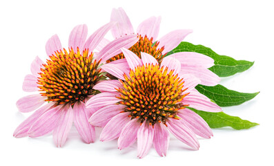 Blooming coneflower heads or echinacea flower isolated on white background close-up. - Powered by Adobe