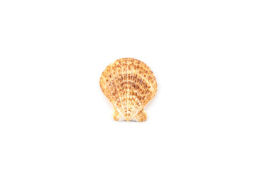 Isolated shells with white Background.