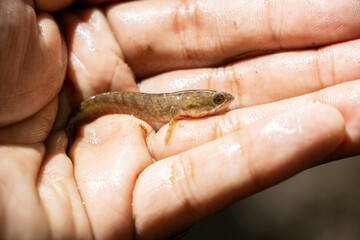 Obraz premium BabySmall fish in hand, snakehead fish in a river in Asian jungle, Thailand