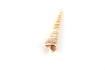 Isolated shells with white Background.