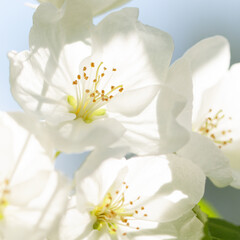 Fototapeta na wymiar tender white apple tree flowers bloom in spring sunny park