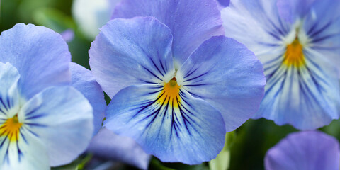 beautiful delicate violets with blue petals decorate the summer sunny park