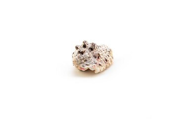 Isolated shells with white Background.