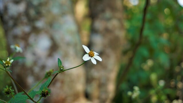 Bidens pilosa also known as Spanish needles, beggar ticks, black jack