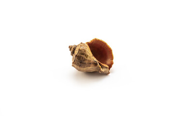 Isolated shells with white Background.