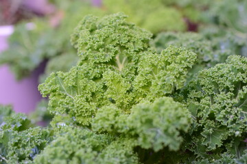 A close up of wet green kale leaves