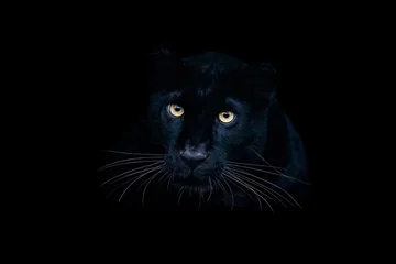 Foto auf Acrylglas Schwarzer Panther mit schwarzem Hintergrund © AB Photography