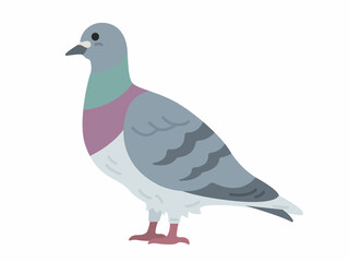 横から見た、鳩のイラスト