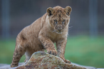 Baby lion playing on the rock