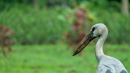 Asian Openbill (Anastomus oscitans) with blurred background.