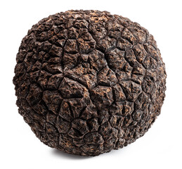 Black edible winter truffle on white background. The most famous of the truffles.