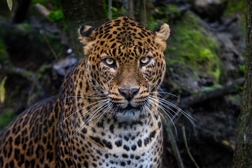 Angry leopard in the forest