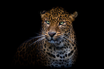 Fototapeta na wymiar Leopard with a black background