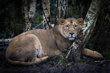 Lion resting in the meadow