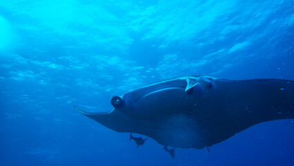 Fototapeta premium view of a diver