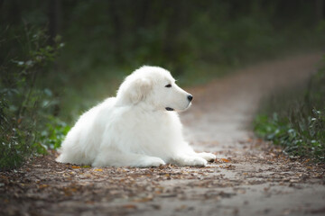 Big white dog breed maremmano abruzzese shepherd lying on the path in the forest. Cane da pastore Maremmano-Abruzzese