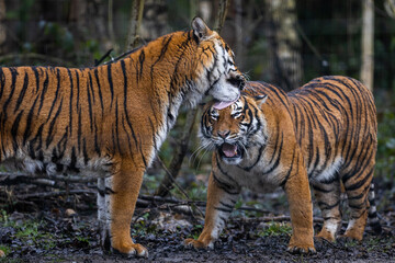 Naklejka na ściany i meble Interaction between two tigers in the forest