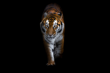 Tiger with a black background